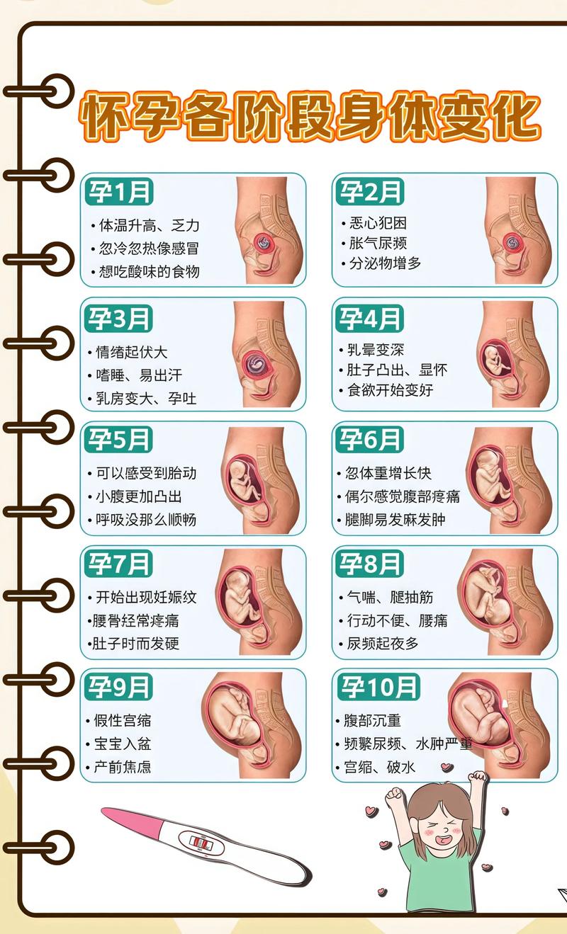 揭秘供卵代孕妈妈怀孕小腹分两节,孕期变化的奥秘滨州代生机构: